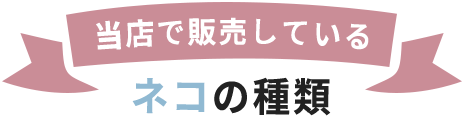 当店で販売しているネコの種類
