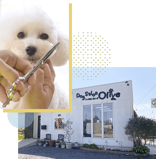 鹿嶋市和にあるトリミングサロン・ペットホテルDog Salon Olive