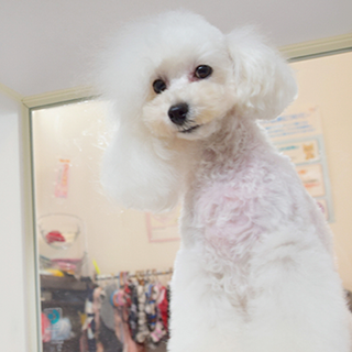 ワンちゃんホテル