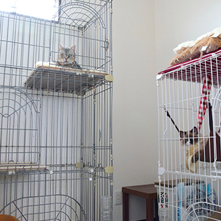 ネコちゃんホテル