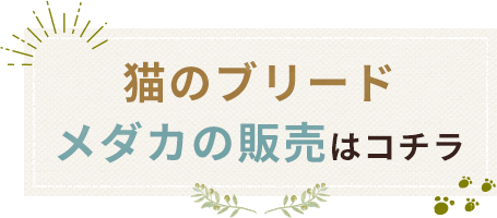 猫のブリード、メダカの販売はコチラ