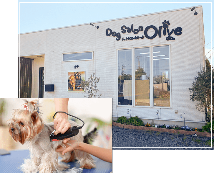 炭酸泉トリートメント無料 メダカも販売中 ワンちゃんネコちゃんのトリミングサロン ネコのブリーディングも行っております