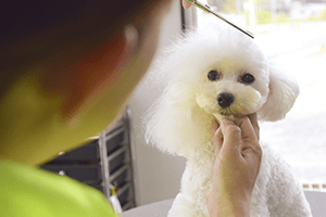 シャンプーカットコース