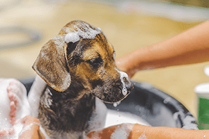 シャンプーコース